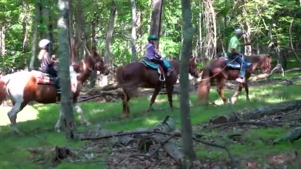 Steadicam camera moving along side an older man leading horses with little girls on them through the forest.