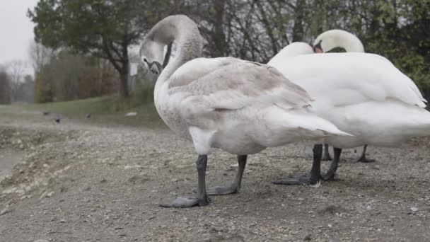 Cisnes Estão Limpando Lago Áustria — Vídeo de Stock