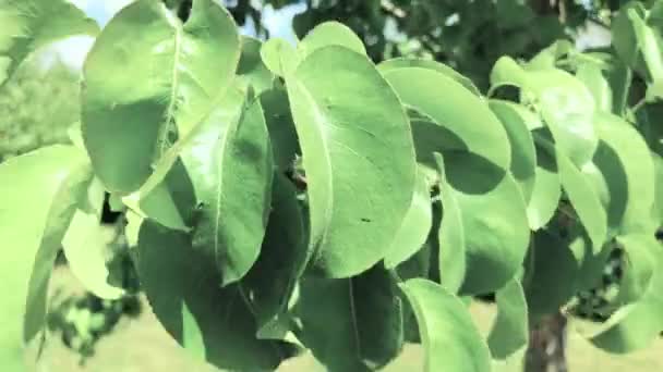Det Här Video Löv Från Ett Plommonträd — Stockvideo