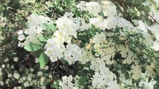 Este Video Flores Bonitas Arbusto — Vídeo de stock