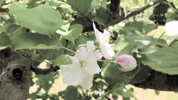 Este Vídeo Uma Bela Flor Uma Árvore — Vídeo de Stock