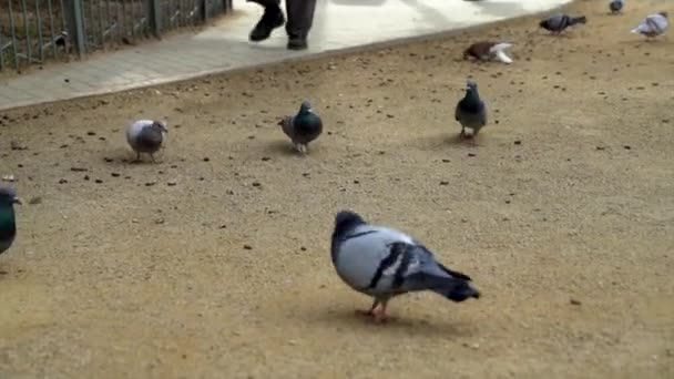 Grupo Palomas Fuera Sagrada Familia Barcelona España — Vídeo de stock