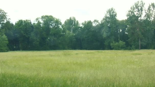 Wald Und Davor Ein Flaches Feld Mit Hohem Gras Während — Stockvideo