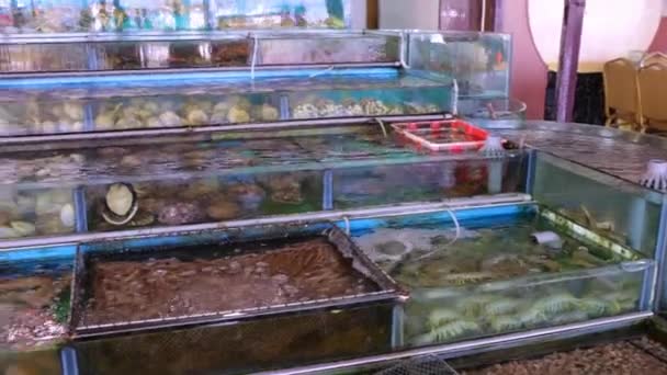 Various Live Seafood Sale Local Fresh Seafood Market Restaurant — Stock Video