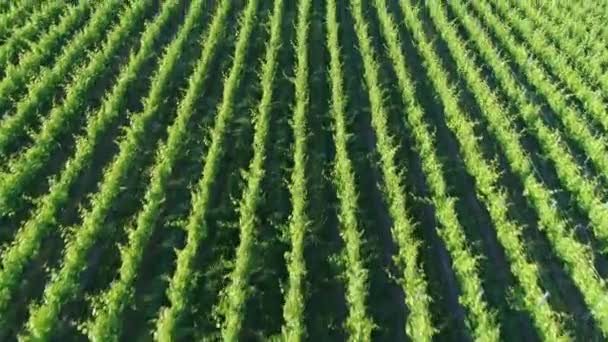 Voo Sobre Vinha Vale Remstal Alemanha Primavera — Vídeo de Stock