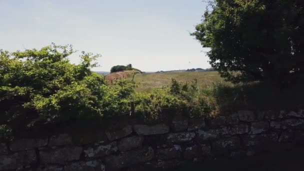 潘经过一堵石墙后发现 羊群在一个有栅栏的牧场里吃草 — 图库视频影像