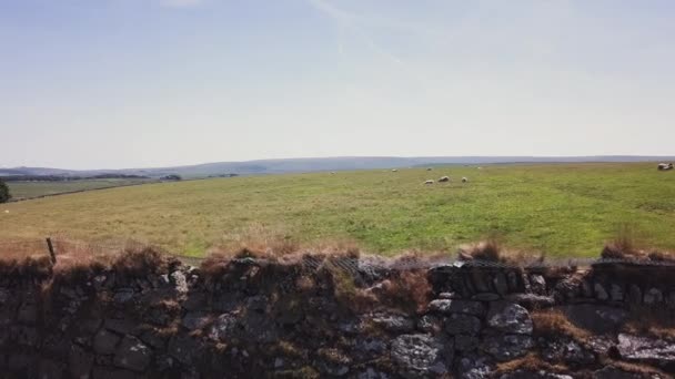 在潘右边 羊群在草地上吃草 四周是石墙和金属栅栏 — 图库视频影像