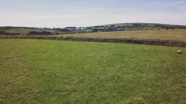 Lancering Vanuit Lucht Grasland Met Een Schaap Een Stenen Muur — Stockvideo