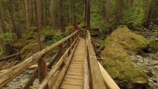 Randonneuse Routards Marchant Sur Pont Bois Dans Forêt — Video