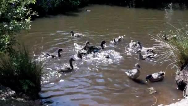 Enten Werden Einem Sonnigen Tag Einem Teich Gefüttert — Stockvideo