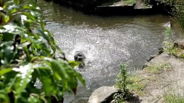 非常に晴れた日にゆっくりとした動きで池の犬の冷却 — ストック動画