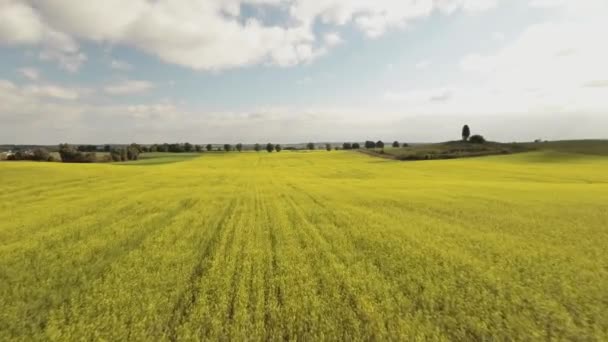 Filmagem Prado Amarelo Drone — Vídeo de Stock