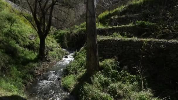 Vista Riacho Balbuciando Que Flui Entre Árvores Uma Floresta Verde — Vídeo de Stock