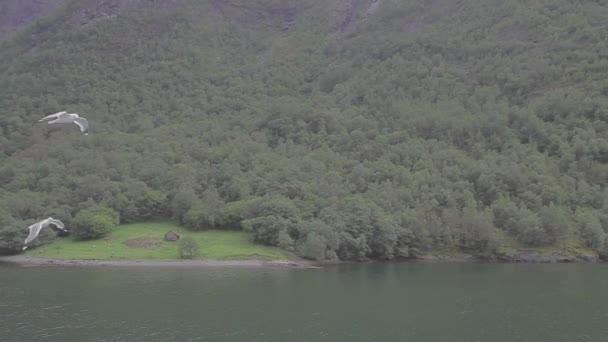 美しいFjord Norway カモメと海岸線 トラッキングショット — ストック動画