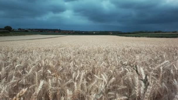 Campo Grano Una Giornata Molto Nuvolosa Con Alcune Nuvole Scure — Video Stock