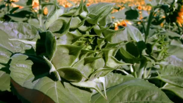 Primer Plano Girasol Sin Encender — Vídeo de stock