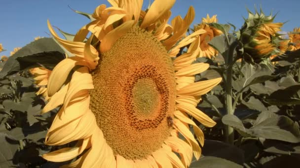 Sonnenblumen Aus Nächster Nähe Fliegende Biene — Stockvideo
