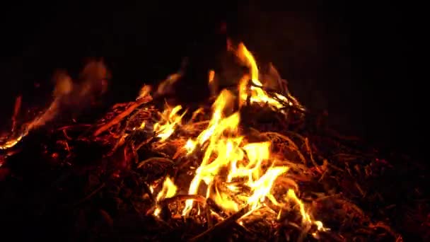 Lagerfeuer Lagerfeuer Sommer Brennendes Feuer — Stockvideo