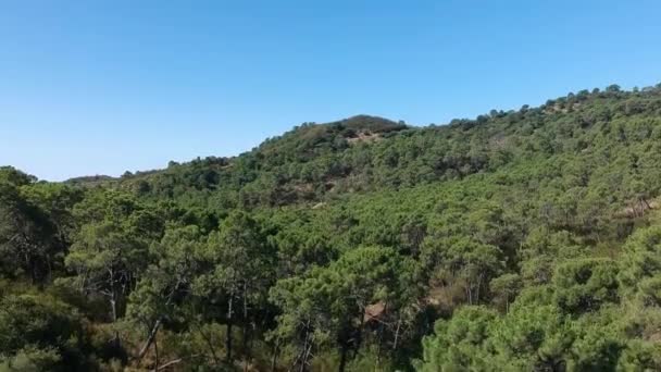 Wznosząc Się Przez Las Sosnowy Dzień Błękitnego Nieba — Wideo stockowe