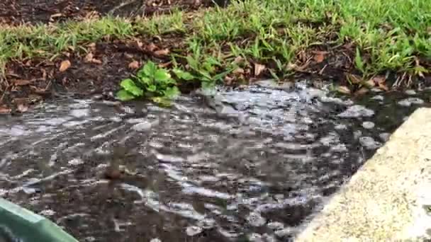 Caídas Lluvia Charco 60Fps — Vídeo de stock