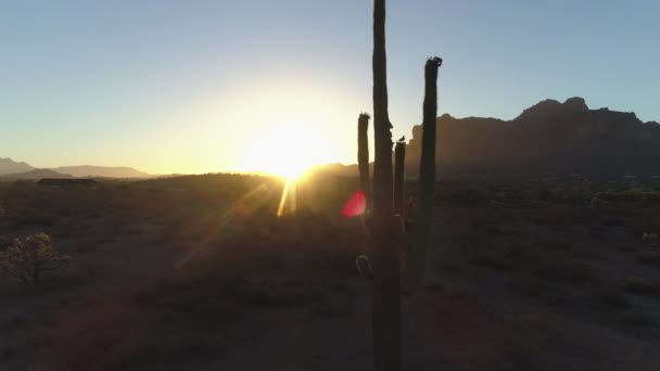 Desert Sunrise Sun Peaking Saguaro Cactus Bird Silhouette — Stock video