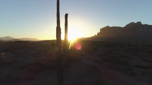 Desert Soluppgång Med Sun Peaking Genom Saguaro Kaktus Dolly Höger — Stockvideo