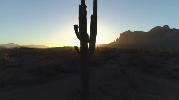 Desert Răsărit Soare Soare Vârf Prin Saguaro Cactus Dolly — Videoclip de stoc