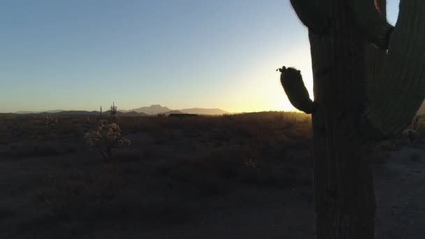 Desert Răsărit Soare Soare Vârf Jurul Saguaro Cactus Zoom Out — Videoclip de stoc