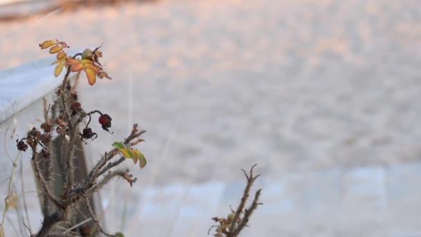 Bloemen Planten Langs Pad Naar Strand — Stockvideo