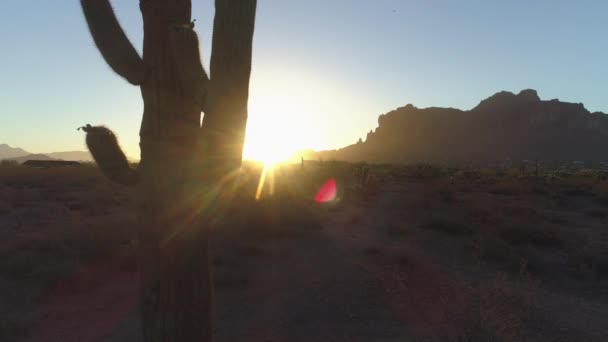 Desert Sunrise Sun Peaking Iconic Saguaro Cactus — стокове відео