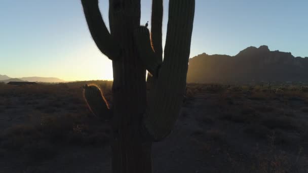 Désert Lever Soleil Avec Soleil Culminant Autour Cactus Saguaro Dolly — Video