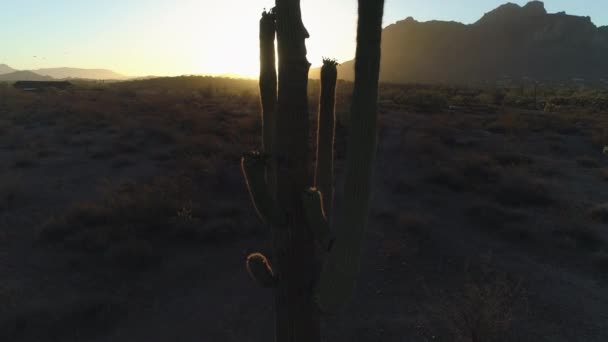 Ηλιοβασίλεμα Στην Έρημο Τον Ήλιο Κορυφώνεται Μέσω Του Κάκτου Saguaro — Αρχείο Βίντεο