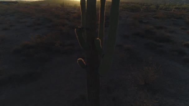 4K Desert Sunrise with Sun Peaking Through Saguaro Cactus Pan Up