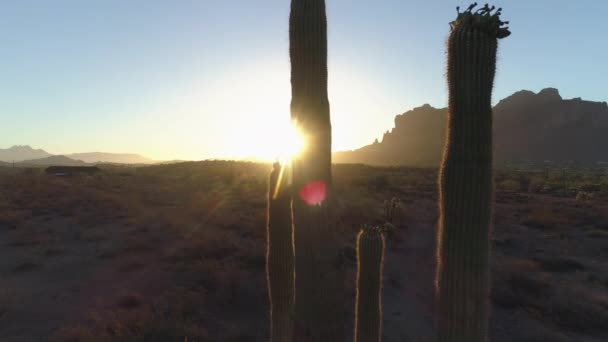 Saguaroサボテンを通して太陽がピークと4 K砂漠の日の出はドリーダウン — ストック動画