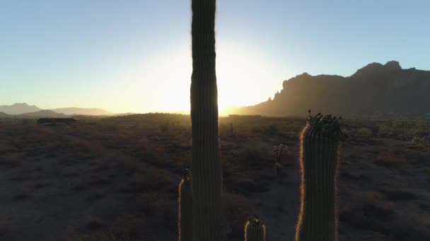 Desert Sunrise Med Sun Peaking Genom Saguaro Kaktus Dolly Med — Stockvideo