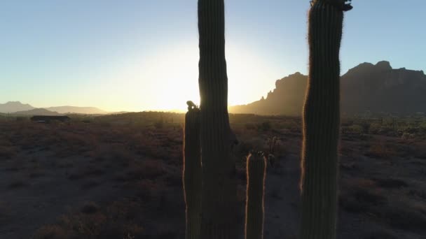 Desert Sunrise Com Sun Peaking Torno Saguaro Cactus Dolly — Vídeo de Stock