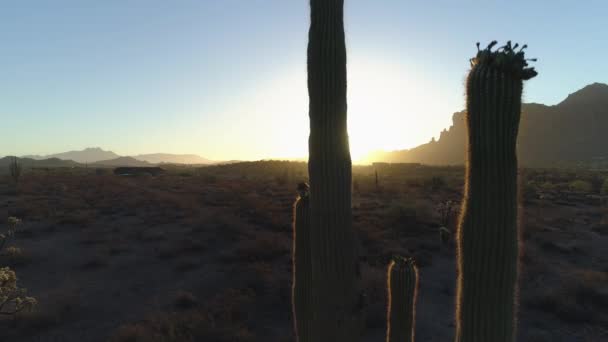 Pustynny Wschód Słońca Słonecznym Szczytem Przez Saguaro Cactus Pan — Wideo stockowe