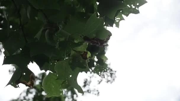 Hojas Verdes Que Soplan Viento — Vídeo de stock