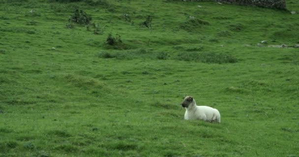 Ένα Αρνί Ξαπλωμένο Στην Πλαγιά Ενός Λόφου Στην Ιρλανδία Φαγούρα — Αρχείο Βίντεο