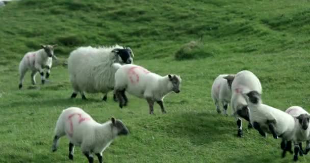 Fårhjord Bondgård Irland — Stockvideo