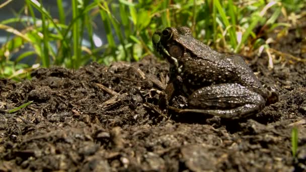 Una Rana Siede Giardino Telone Salta — Video Stock