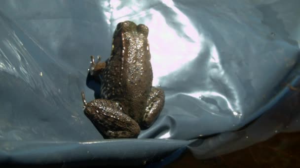 青蛙坐在帆布上的花园里 — 图库视频影像