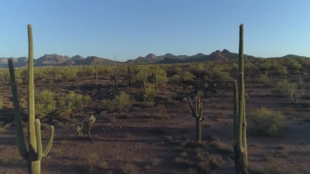 Aerial Iconic Arizona Sonoran ทะเลทรายระหว Saguaro Cacti — วีดีโอสต็อก