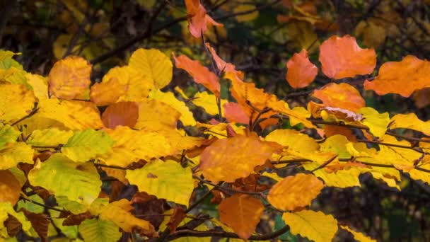 Hojas Doradas Otoño Una Brisa Ligera — Vídeos de Stock