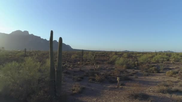 Saguaro Cacti的亚利桑那州经典索诺兰沙漠上空4K — 图库视频影像