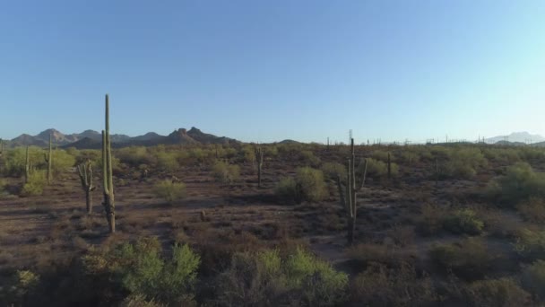 Aérea Del Icónico Desierto Sonorense Arizona Con Saguaro Cacti — Vídeos de Stock