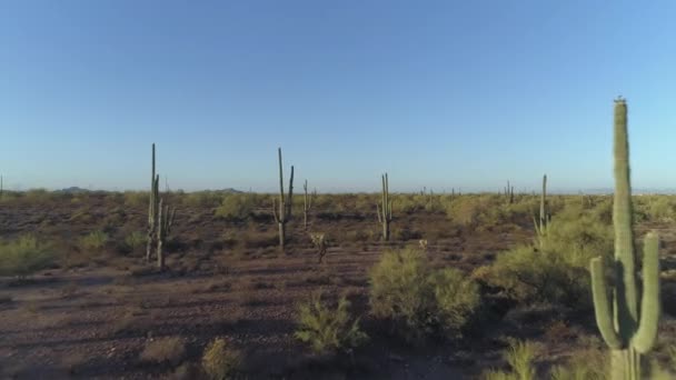 Aerial Iconic Arizona Sonoran Desert Saguaro Cacti — 비디오