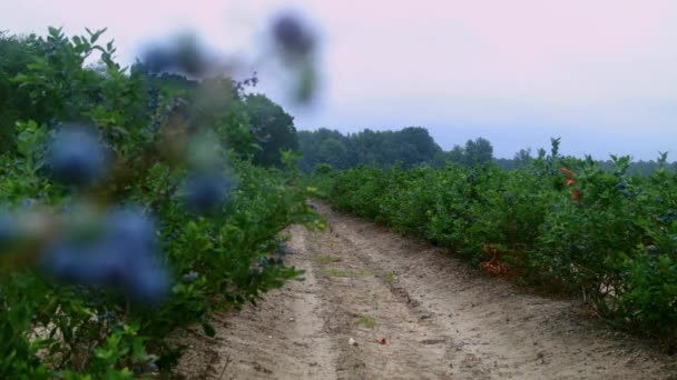 Bastidor Centran Fila Arándanos Sentados Borde Una Fila Una Granja — Vídeos de Stock