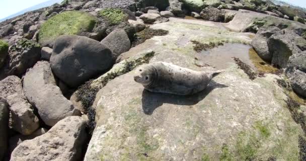 Una Foca Relajándose Las Rocas Bajo Sol — Vídeo de stock