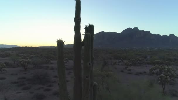 4K黄昏时分与Saguaro Cacti的亚历桑那州索诺兰沙漠上空 — 图库视频影像